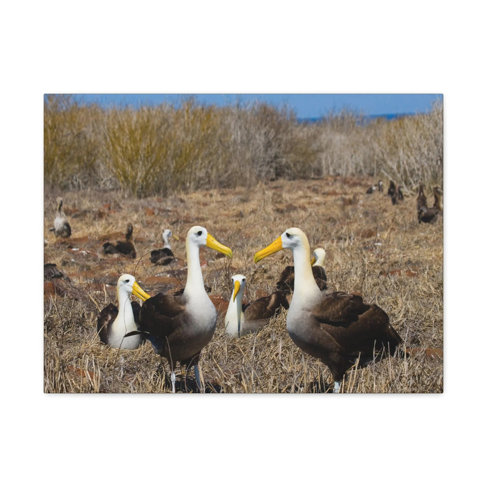 Group of Albatross Unframed